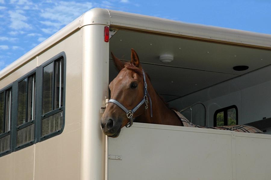 When's The Best Time to Sell A Horsebox?